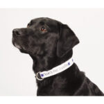 Full Color 1'' Wide Adjustable Pet Collar - 1