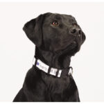 Full Color 1'' Wide Adjustable Pet Collar - 3